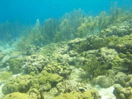 Reef IMG 5776